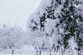 Winter creative background image. Branch of juniper tree, densely covered with caps of snow