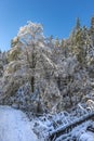 Winter creek with snow forest in frosty sunny day Royalty Free Stock Photo