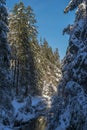 Winter creek with snow forest and sun star in winter sunny day Royalty Free Stock Photo