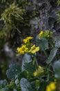 Winter cress Barbarea rupicola, yellow flowering plant in Corsica