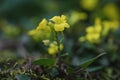 Winter cress Barbarea rupicola, yellow flowering plant in Sardinia