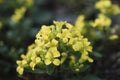 Winter cress Barbarea rupicola, yellow flowers