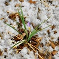 Winter Crocus in Snowy Ground Royalty Free Stock Photo