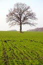 Winter crop field and tree in autumn Royalty Free Stock Photo