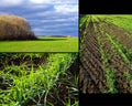 Winter crops collage