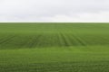 Winter crops on the field