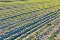 Winter crops growth on the field Royalty Free Stock Photo