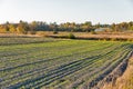 Winter crops growth on the field Royalty Free Stock Photo