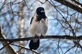 Winter Crow Royalty Free Stock Photo