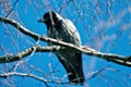 Winter Crow Royalty Free Stock Photo