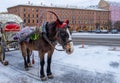 In winter, a cute brown horse harnessed to a historic carriage stands on the street of the city for walking