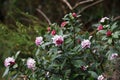 Winter daphne flowers Royalty Free Stock Photo