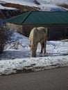 Alamedin Gorge. Mountains Kyrgyzstan. lonely horse