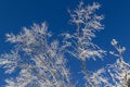 Abstract Winter Scene of Tree Branches covered in Ice and Snow Royalty Free Stock Photo