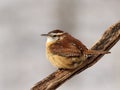 Winter day Carolina wren Royalty Free Stock Photo