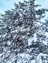 Winter day. Christmas tree in the snow. The beauty of nature. Bright day. Caring life.