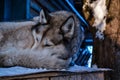 Winter day. The dog sleeps on his house. Royalty Free Stock Photo