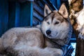 Winter day. The dog sleeps on his house. Royalty Free Stock Photo