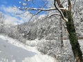 A one magic, clear winter day in a forest