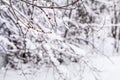 Winter day in the forest with snow Royalty Free Stock Photo