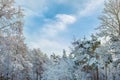 Winter day in the forest. The tops of the trees are covered with snow on a clear day. Royalty Free Stock Photo