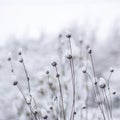 Snowy day in the garden, abstract.