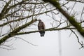 Juvenile eagle perched on a tree branch