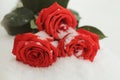 On a winter day lying on the snow snowy beautiful red roses.