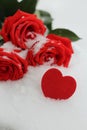 On a winter day lying on the snow snowy beautiful red roses. Royalty Free Stock Photo