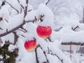 Winter in the orchard, red apples on tree branches covered with a blanket of snow. Royalty Free Stock Photo