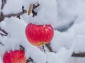 Winter in the orchard, red apples on tree branches covered with a blanket of snow. Royalty Free Stock Photo