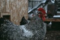 Winter day, rooster, chickens, close-up photo, bird.