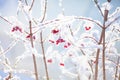 Winter, snow at the branches with berries.