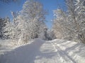 Winter day, snowy forest, frosty patterns on trees, blue clear sky, fluffy white snow, the coming Christmas, tree branches bending Royalty Free Stock Photo