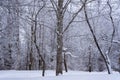 Land is covered with white snow and kokime all the branches are white with snow