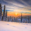 Cold winter day sunset landscape with snowy trees. Background Heavy snow view with frozen trees