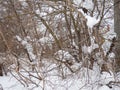 Winter day. Trees under the snow. Nature in the city. Urban environment Royalty Free Stock Photo