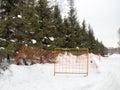 Winter day. Trees under the snow. Nature in the city. Urban environment. After a snowfall. Fences Royalty Free Stock Photo