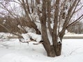 Winter day. Trees under the snow. Nature in the city. Urban environment. After a snowfall Royalty Free Stock Photo