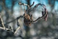 Winter day, a walk in the forest. Alder cones on a branch on a sunny day.