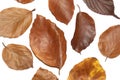 Winter Dead Leaves for Border Background Royalty Free Stock Photo