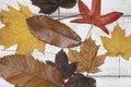 Winter Dead Leaves for Border Background Royalty Free Stock Photo