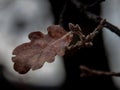 Dead oak leaf isolated against the background Royalty Free Stock Photo