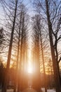 Winter December Solstice with tree, sun light, and sunset golden hour sky nature background in cold climate season Royalty Free Stock Photo