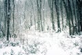 Winter deciduous forest on shore of Black sea