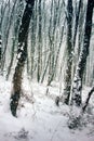 Winter deciduous forest on shore of Black sea