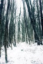Winter deciduous forest on shore of Black sea