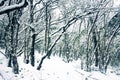 Winter deciduous forest on shore of Black sea