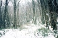 Winter deciduous forest on shore of Black sea