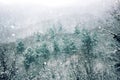 Winter deciduous forest on shore of Black sea